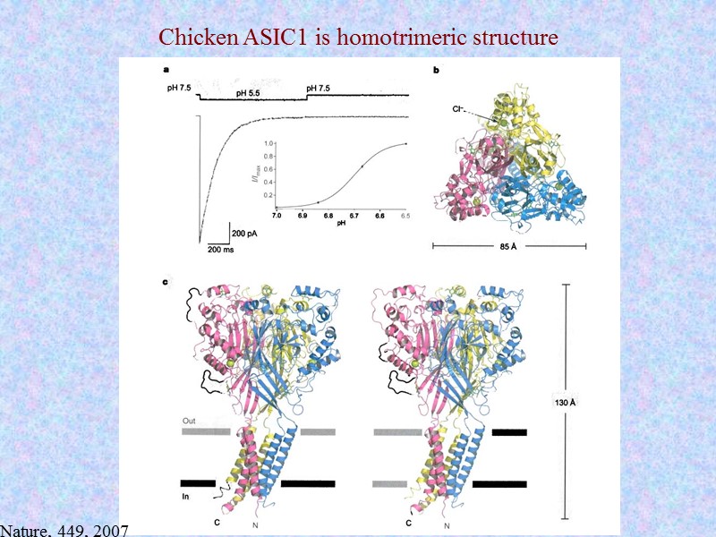 Chicken ASIC1 is homotrimeric structure Nature, 449, 2007
